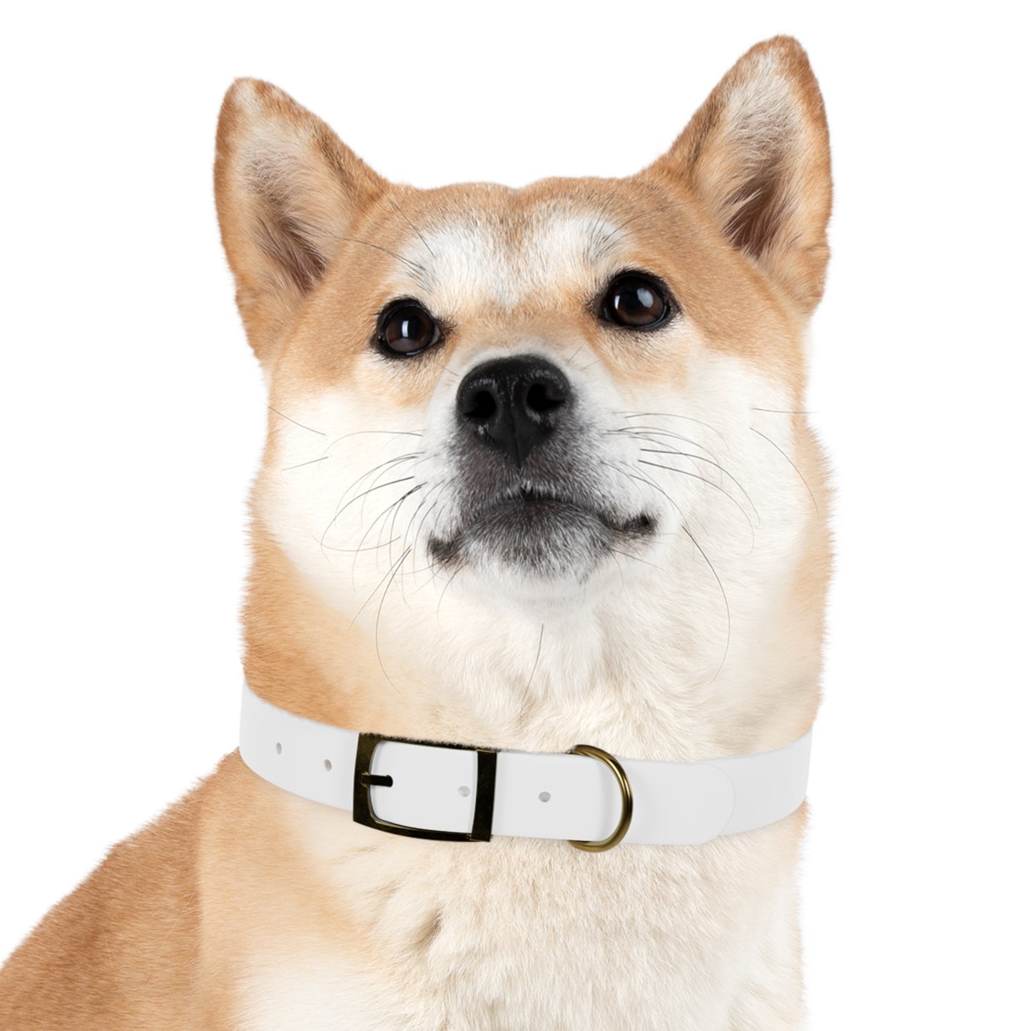 Pet Collar - Animal Health