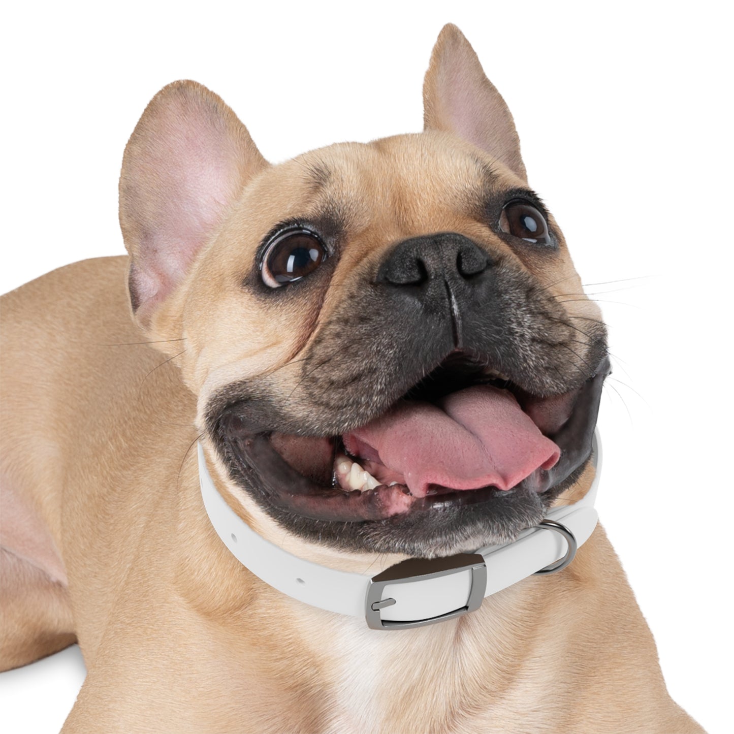 Pet Collar - Animal Health