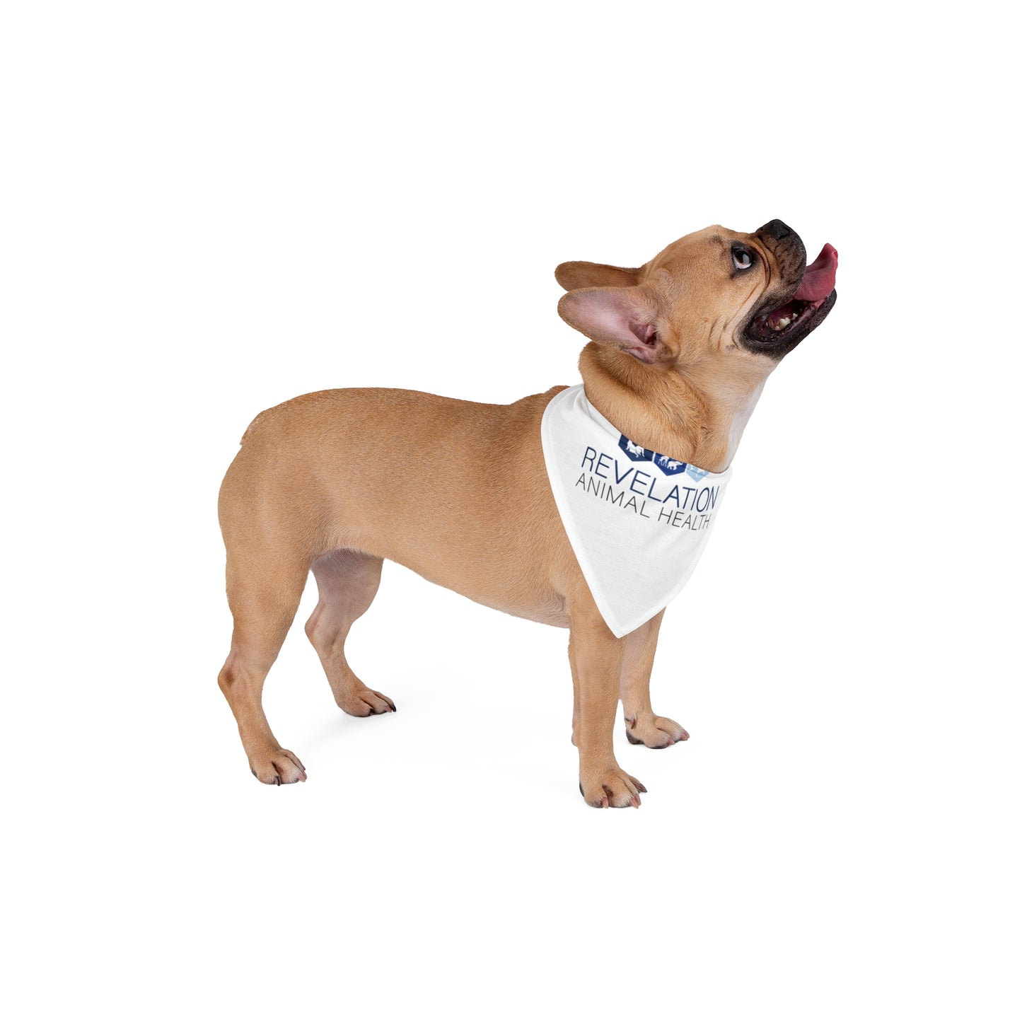 Pet Bandana - Animal Health