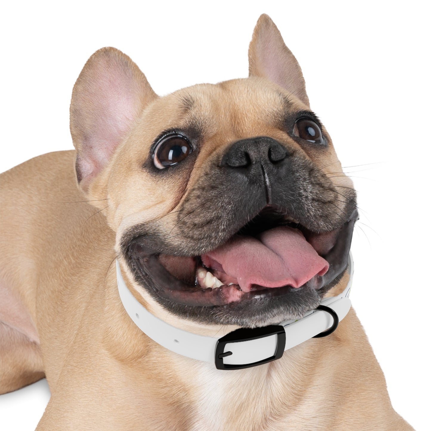 Pet Collar - Acacia